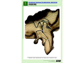 Рельефная таблица "Археоптерикс" (формат А1, матовое ламинир.)