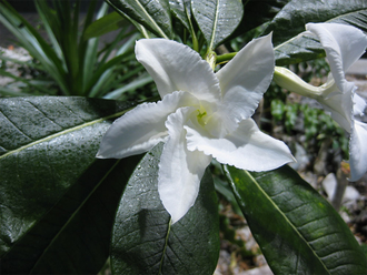 Pachypodium Lamerei - Пахиподиум Ламера, мадагаскарская пальма, толстая нога, мясистая нога, колючая нога