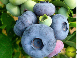 ГОЛУБИКА "ПАТРИОТ" (ОЧЕНЬ СЛАДКАЯ, ВЫСОКОРОСЛАЯ, СРЕДНЕРАННЯЯ) саженец 2 года