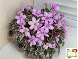 Adeara (P. Tracey) (3975) 06/02/1980 трейлер