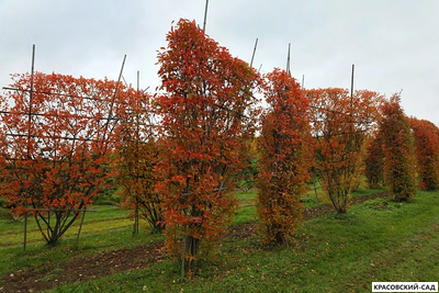 Топиар клён Гиннала в форме шпалеры