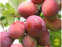 Слива "Генеральская" (поздняя, высокоморозостойкая)