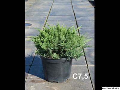 Можжевельник казацкий Тамарисцифолиа - Tamariscifolia