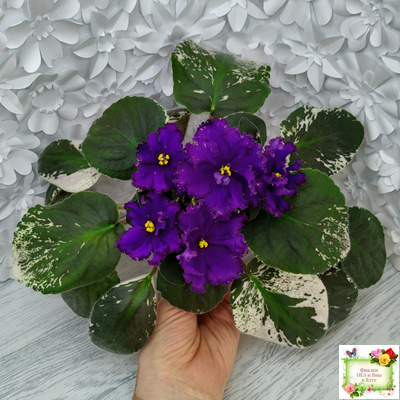 РМ-Черный Оникс (Н. Скорнякова) 2023 г.