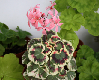 Excalibur - пеларгония пестролистная миниатюрная - описание сорта, фото - купить черенок в Перми