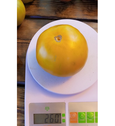 Томат  Золото Cherocee Green (Золото Чероки грин)