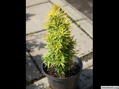 Тисс ягодный Давид - David