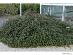 Кизильник Скогхолм - Skogholm