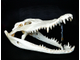 крокодил, череп, голова, кость, скелет, аллигатор, кайман, зубы, crocodile, skull, рептилия, чучело
