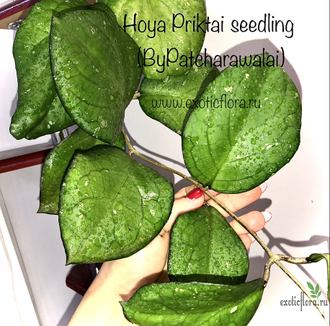 Hoya Priktai seedling (ByPatcharawalai)