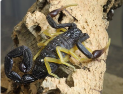 Hottentotta franzwerneri