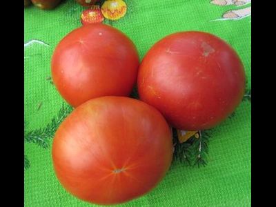 Томат Весенние заморозки