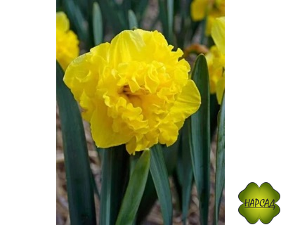 НАРЦИСС с расщепленной кроной "ФЛАЙЕР"