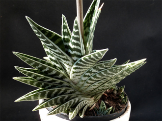 Aloe variegata