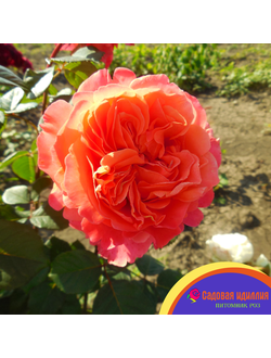 Этруска (Etrusca)