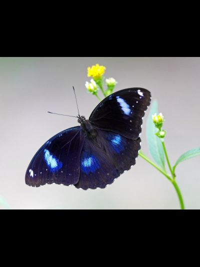 Лунная бабочка размах крыльев 5-7 см.