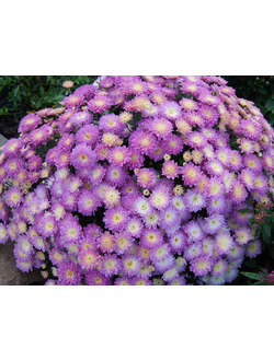 Хризантема Мультифлора Daybreak Appleblossom