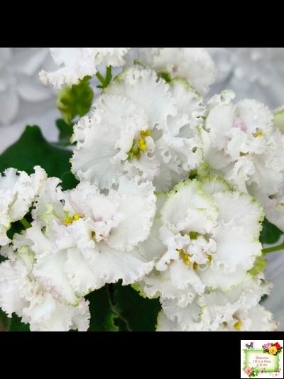 АВ-Любимая Игрушка (Фиалковод) 2015 г.