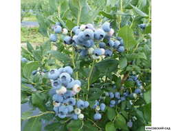 Голубика Элизабет - Elisabeth