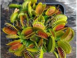 Dionaea muscipula Monkey Ass