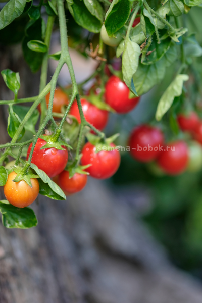 Томат Ditmarscher "Suspension rose" (Дитмаршевская Розовая Подвеска), 10 шт