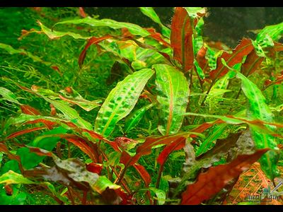 Криптокорина аффинис (меристемная)