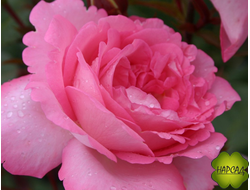 Роза чайно-гибридная "Элиза"