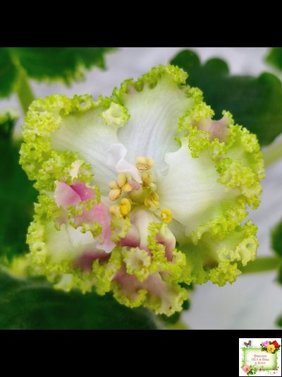 МТ-Яблочные Облака (М. Тотиева) 2023 г.