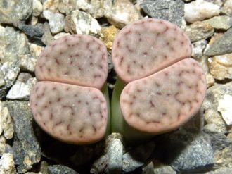 Lithops schwantesii v.rugosa C192 - 10 семян