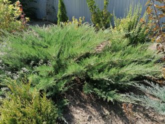 Можевельник Голубой горизонт, ЗКС