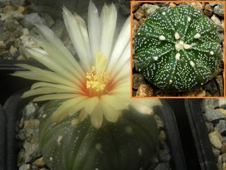 Astrophytum ASNUD cv.Ooibo Х A. CAPAS X HANSOMON - 5 семян