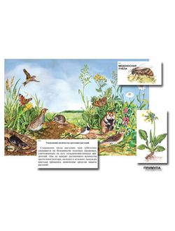 Магнитный плакат-аппликация "Луг: биоразнообразие и взаимосвязи в сообществе"