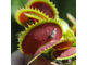 Dionaea muscipula Dracula