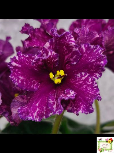 АВ-Тайны Востока (Фиалковод) 2022 г. (детка)