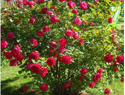 Рубан руж (Ruban Rouge), Meilland