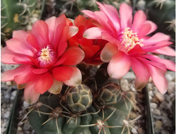 Гимнокалициум Бальда - Gymnocalycium Baldianum, Гимнокалициум Балдианум, высокогорный кактус, красиво цветущий