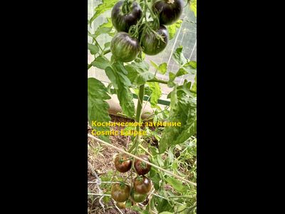 Томат Космическое затмение (Cosmic Eclipse)