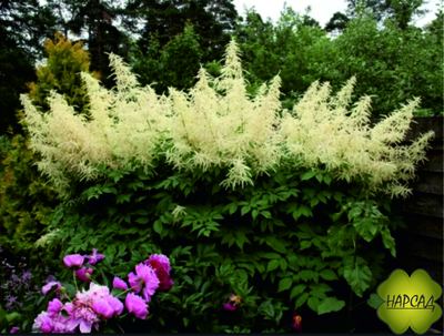 Волжанка обыкновенная (двудомная, лесная)