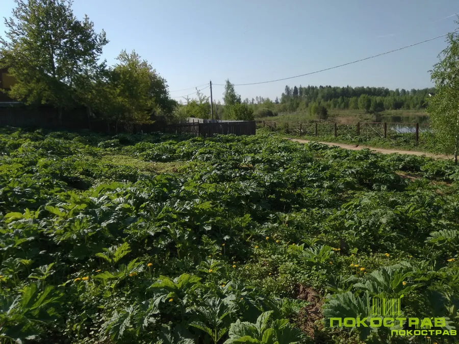 На момент обработки