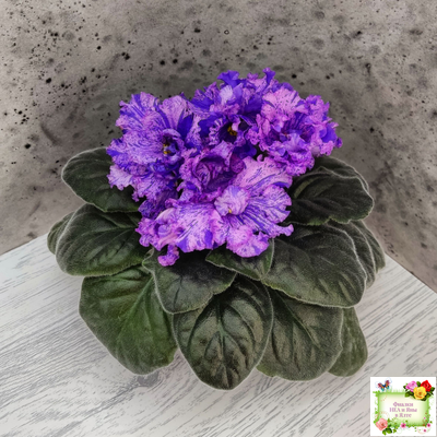 ВаТ-Инопланетянин (Т. Валькова) 2015 г. (стартер из цветоноса)