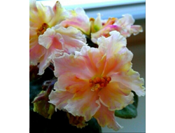 86) АВ - Мимоза