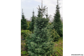 Пихта одноцветная - Фото 4 - Красовский-сад.рф