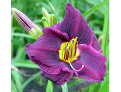 Лилейник Грейп Вельвет (Grape Velvet)