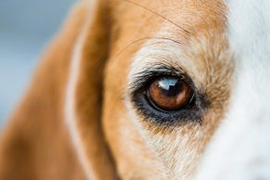 Глазная хирургия