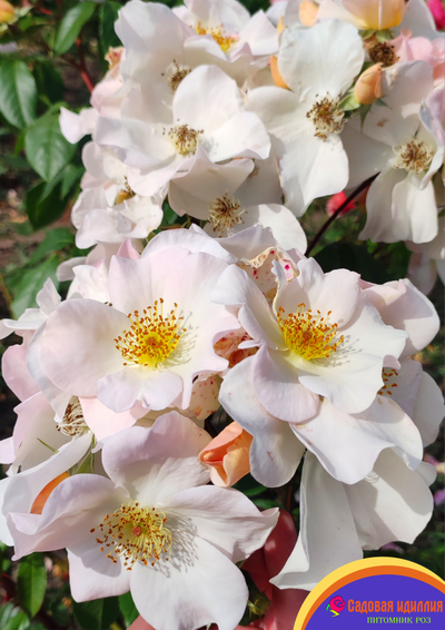 Салли Холмс (Sally Holmes)