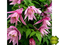 КЛЕМАТИС "Janny" (ДЖЕННИ)