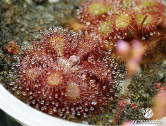 Drosera sp. South Africa