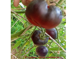 Томат Пленительный аметист