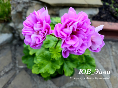 ЮВ Эйва пеларгония фото