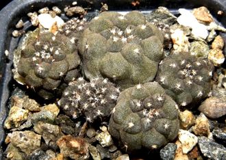 Copiapoa hypogaea KP 815 C (D=20mm) с 2-3 детками